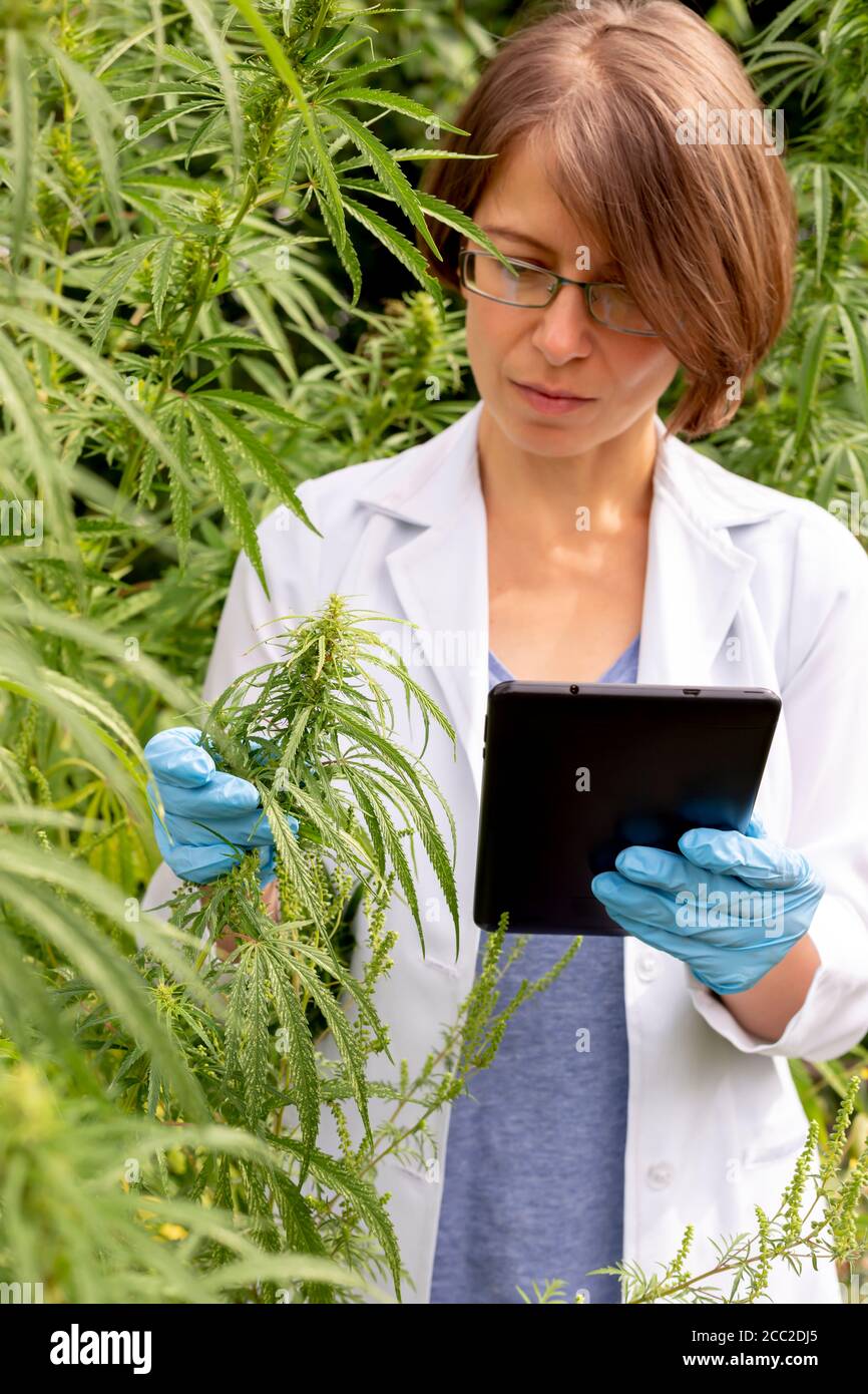 Donna scienziato agronomo esamina foglie di canapa. Studio della cannabis per scopi medici. Foto Stock