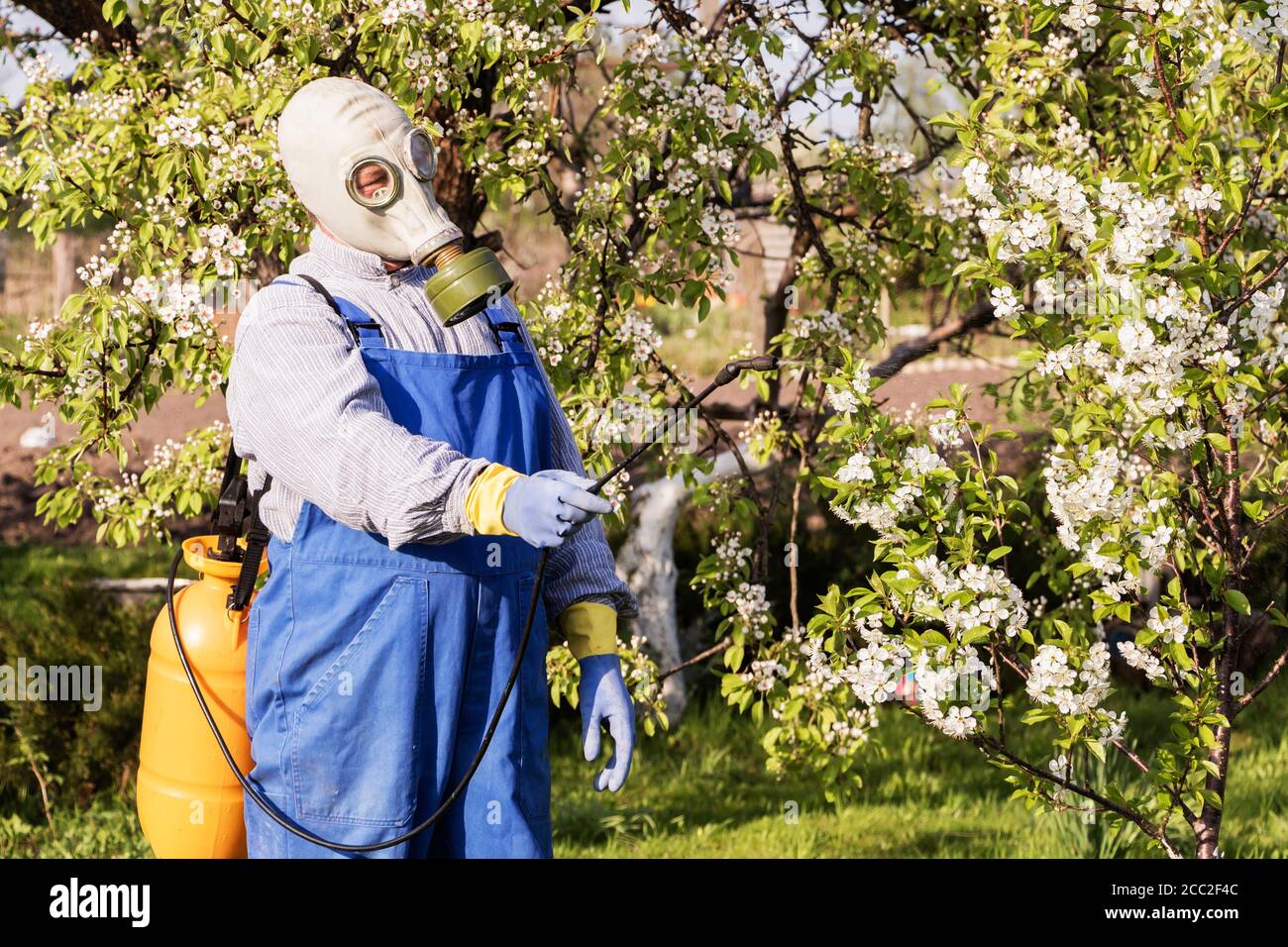 Cura per alberi da frutto, giardinaggio. Giardiniere spruzzi alberi. Foto Stock