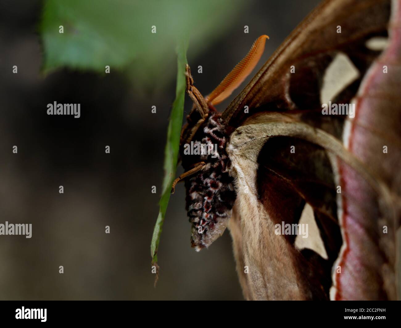 Una farfalla notturna di grandi dimensioni o una falda appartenente al gruppo parafiletico di insetti, ordine Lepidoptera Foto Stock