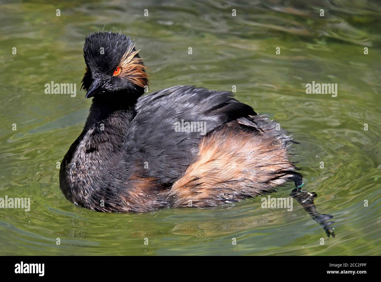 Un gressere dal collo nero (Podiceps nigricollis) Nuotare su un piccolo lago nel sud dell'Inghilterra Foto Stock