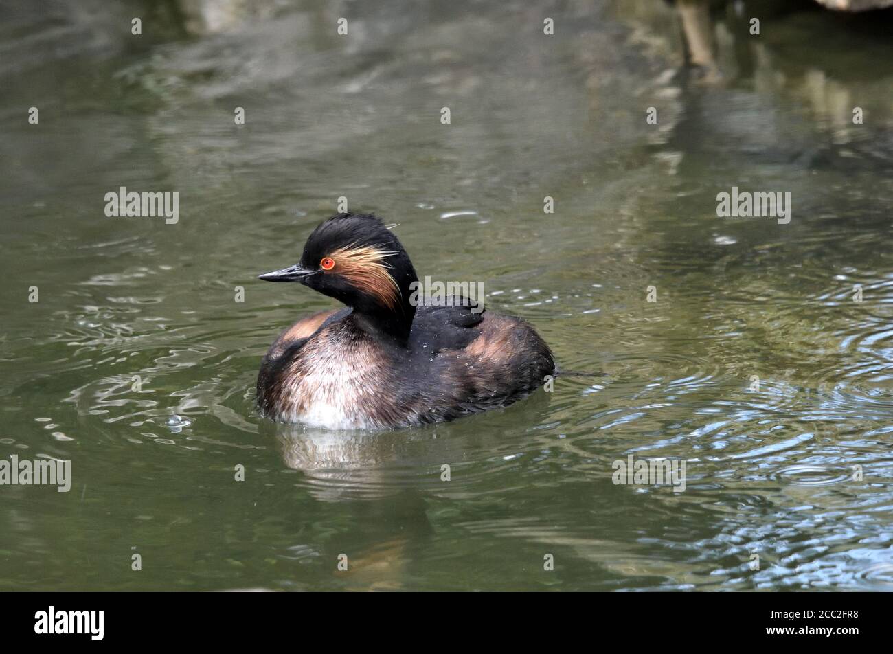 Un gressere dal collo nero (Podiceps nigricollis) Nuotare su un piccolo lago nel sud dell'Inghilterra Foto Stock