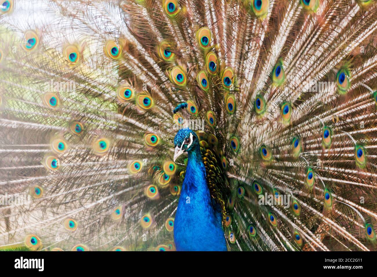 Ritratto di un bellissimo uccello pavone con piume colorate. Foto Stock