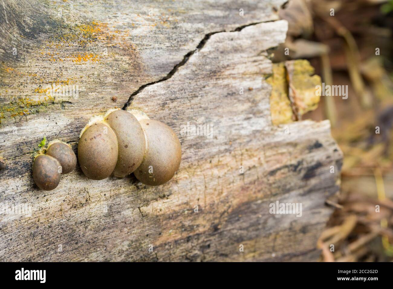 Latte di lupo più grande (Lycogala flavofuscum) Foto Stock