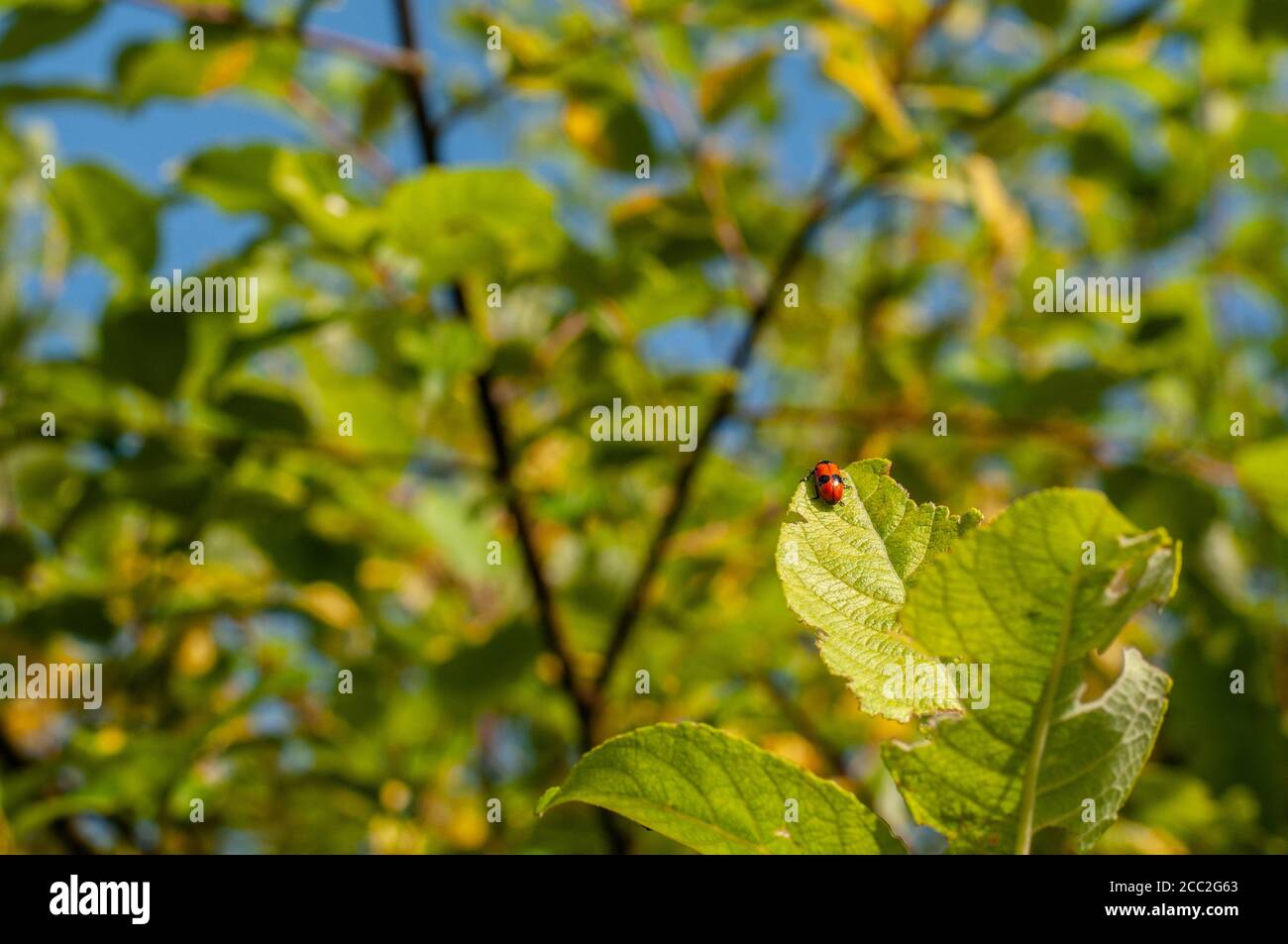 un coleottero di sacchetto di formica su una foglia di un salice albero Foto Stock