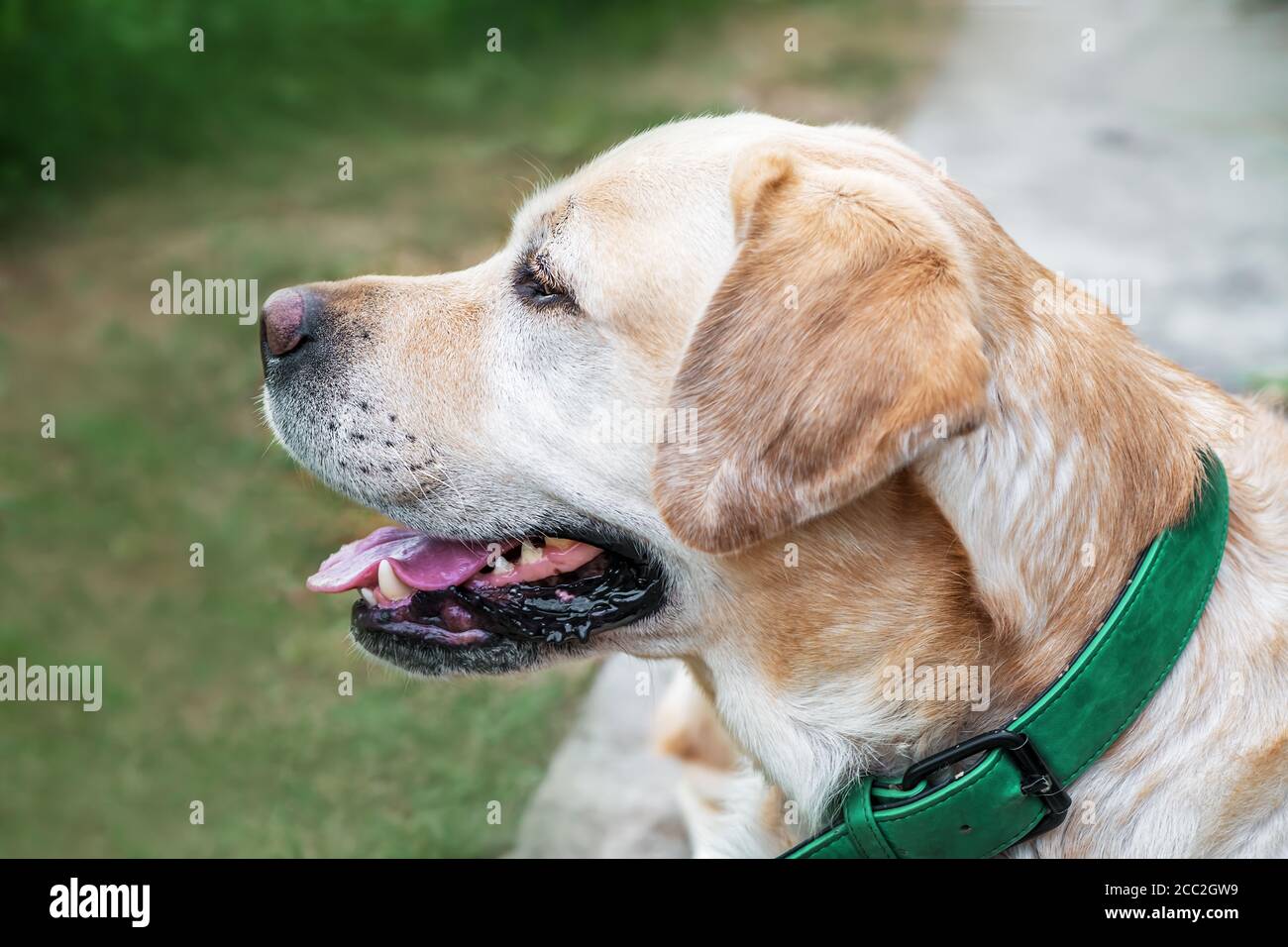 labrador bianco guardando via. Ritratto animale primo piano. Foto Stock labrador bianco guardando via. Ritratto animale primo piano. Foto Stock