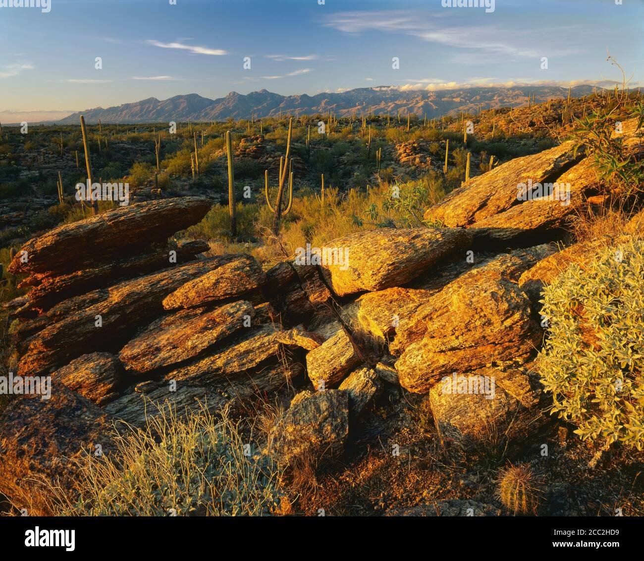 Saguaro National Park (unità est) AZ / DEC si affaccia su una foresta di saguaro oltre schiaffi di gness metamorfico. Montagne di Santa Catalina all'orizzonte. Foto Stock