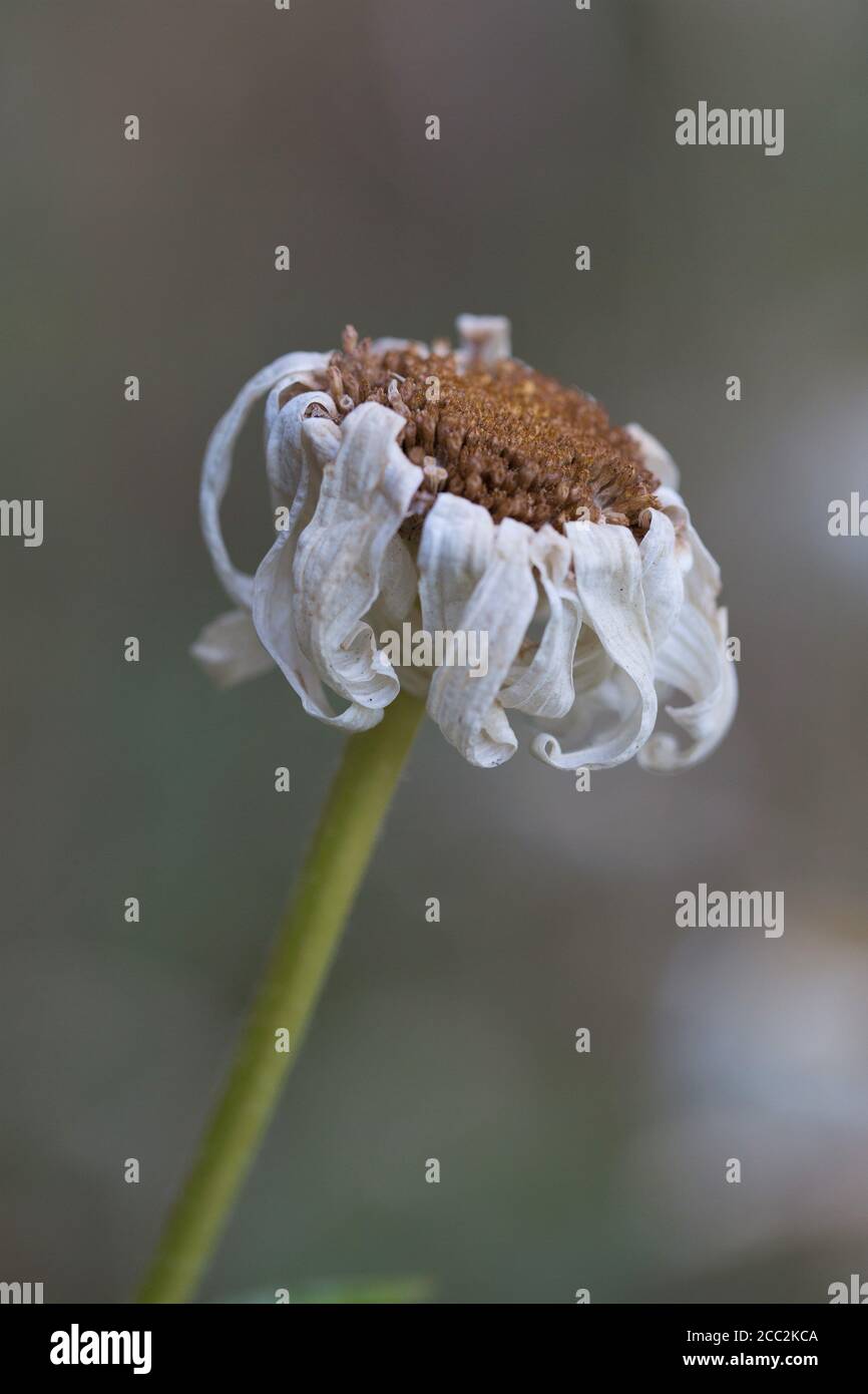 Un fiore daisy morente. Foto Stock