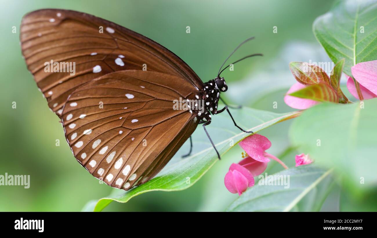 Farfalla monarca marrone su un fiore rosa, un grazioso e fragile insetto Lepidoptera famoso per la sua migrazione in massicci gruppi in tutto il mondo, macro Foto Stock