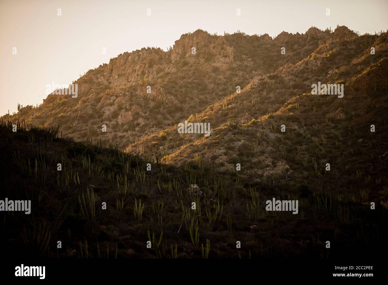 Cactus, Sahuaros nelle colline di El Colorado al tramonto, deserto di sonora, Messico. (Foto di Luis Gutierrez / Norte Photo) Cactus, Sahuaros en los cerros de El Colorado al atardecer, desierto de sonora, Messico. (Foto di Luis Gutierrez /Norte Photo) Foto Stock