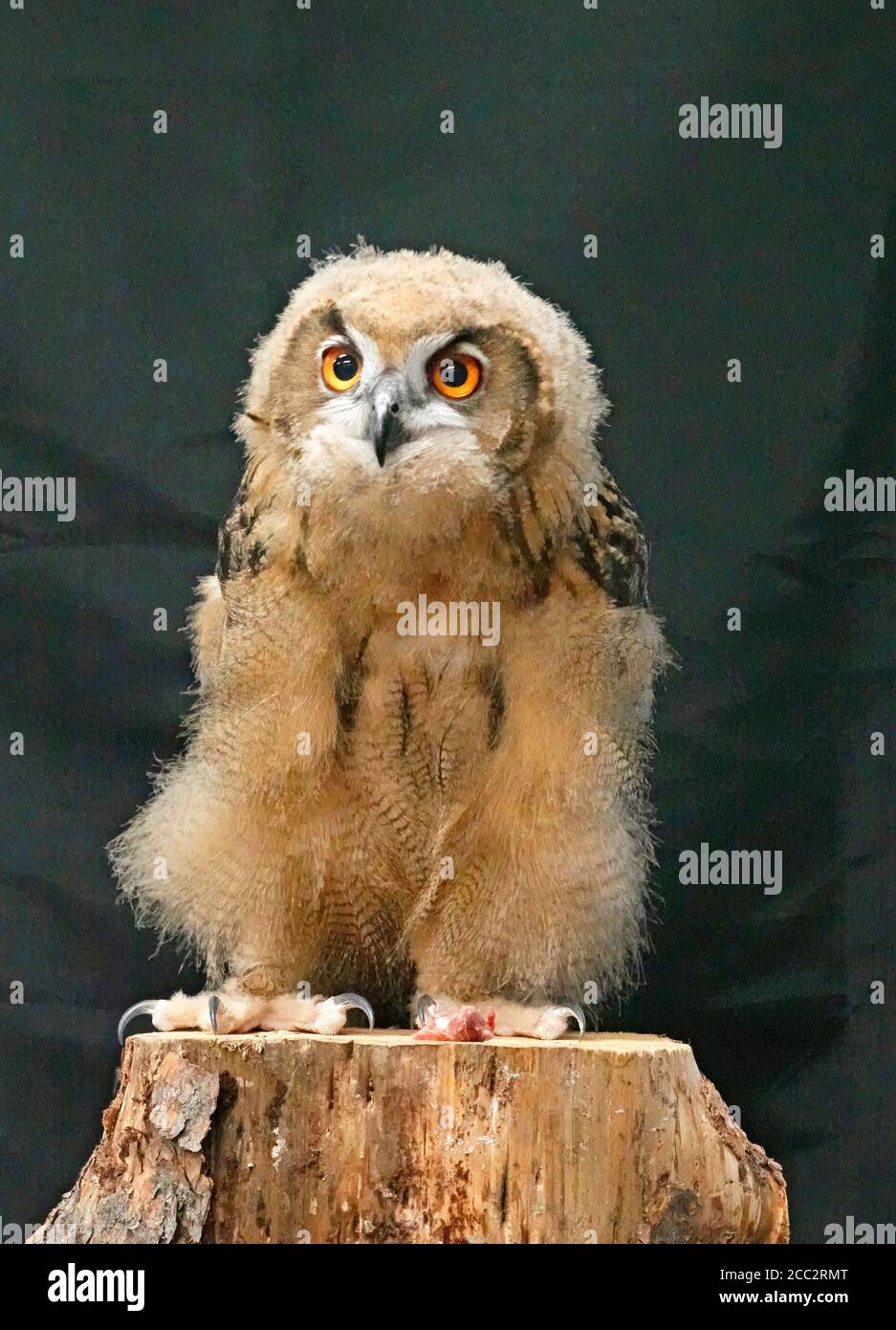 Ritratto di un giovane aquila-gufo eurasiatico (Bubo bubo), il più grande gufo del mondo, che raggiunge fino a 10 libbre di peso. Foto Stock