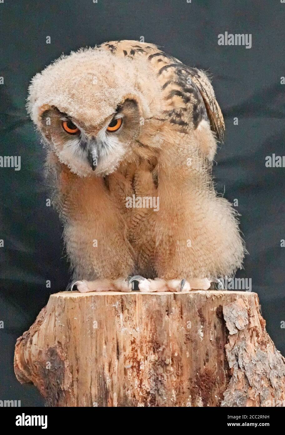 Ritratto di un giovane aquila-gufo eurasiatico (Bubo bubo), il più grande gufo del mondo, che raggiunge fino a 10 libbre di peso. Foto Stock