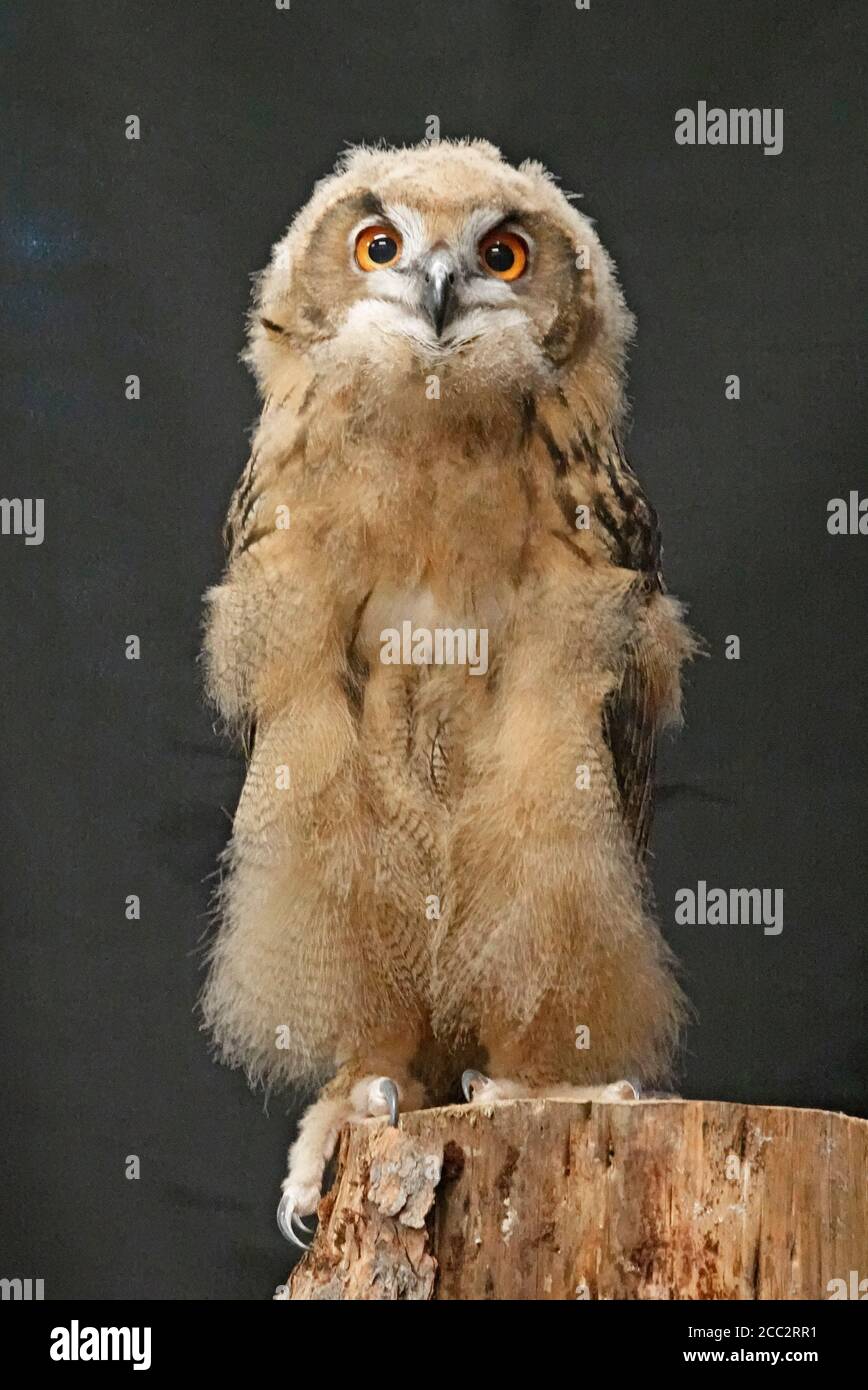 Ritratto di un giovane aquila-gufo eurasiatico (Bubo bubo), il più grande gufo del mondo, che raggiunge fino a 10 libbre di peso. Foto Stock