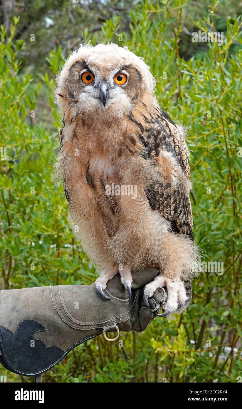 Ritratto di un giovane aquila-gufo eurasiatico (Bubo bubo), il più grande gufo del mondo, che raggiunge fino a 10 libbre di peso. Foto Stock