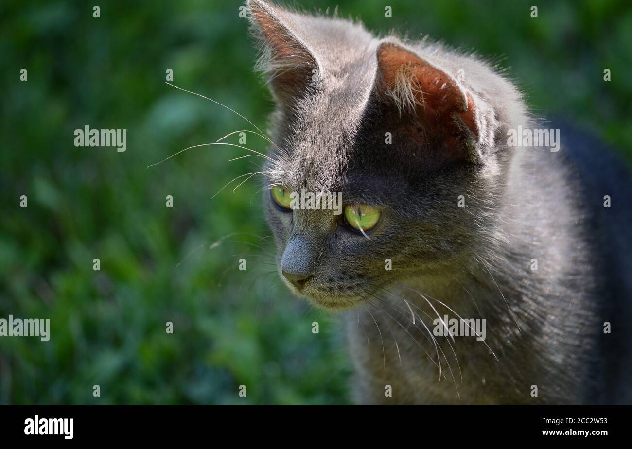 ritratto di bel gattino Foto Stock