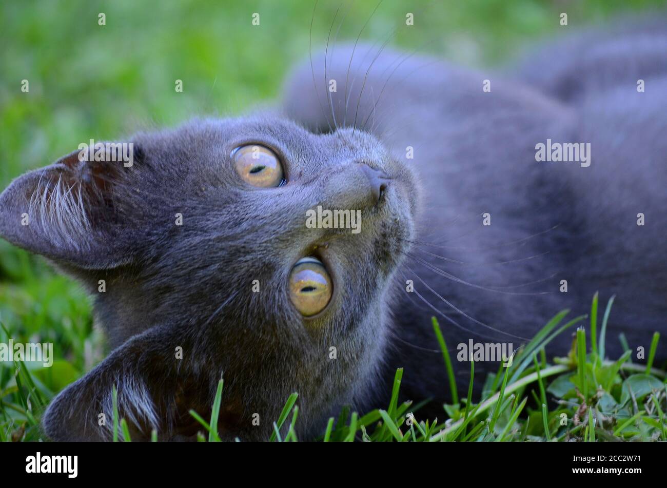 bella gattina sdraiata e guardando direttamente alla macchina fotografica sull'erba, messa a fuoco morbida Foto Stock