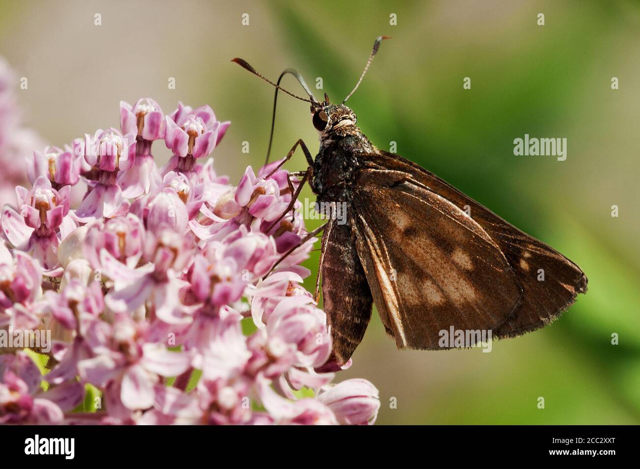 Scollo largo con skipper alato su fiori di mungitura Foto Stock