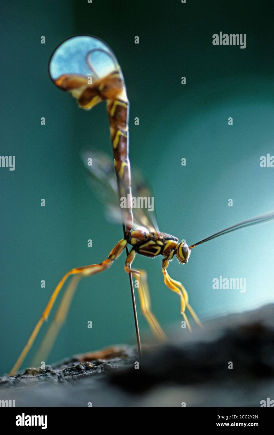 Ichneumon wasp uova di posa usando ovipositor Foto Stock