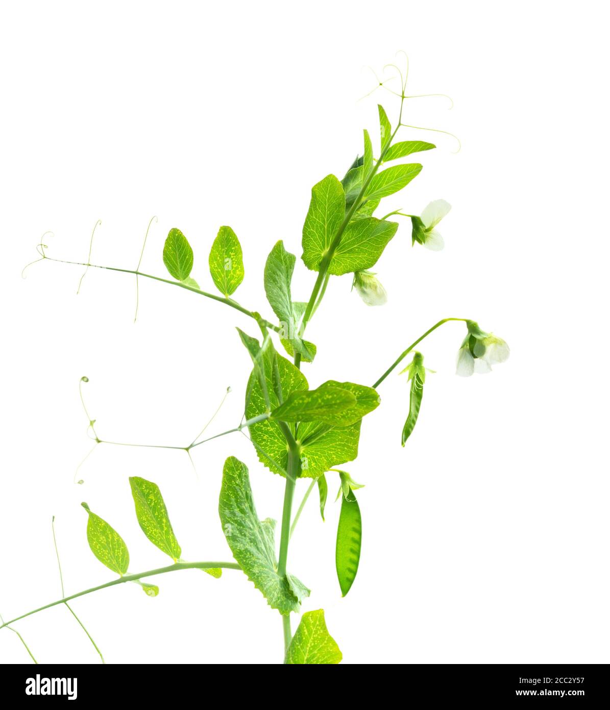 Piselli pianta. Cialde di piselli verdi giovani. Piselli dolci (pisum sativum). Ramo di pisello verde su sfondo bianco. Fiori di piselli. Foto Stock