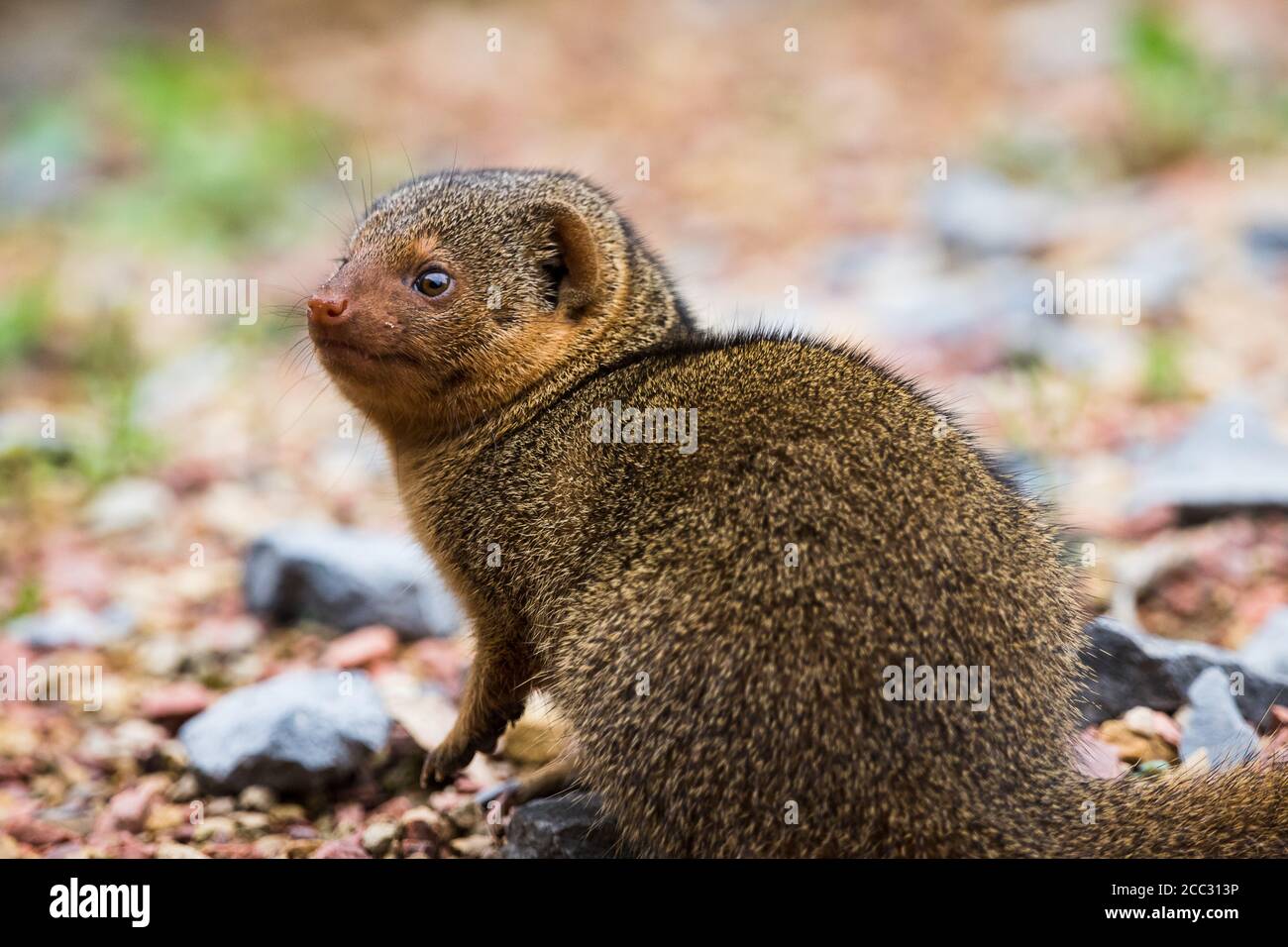 Primo piano di una mongoosa nana in un terreno di pietra e ghiaia. Foto Stock