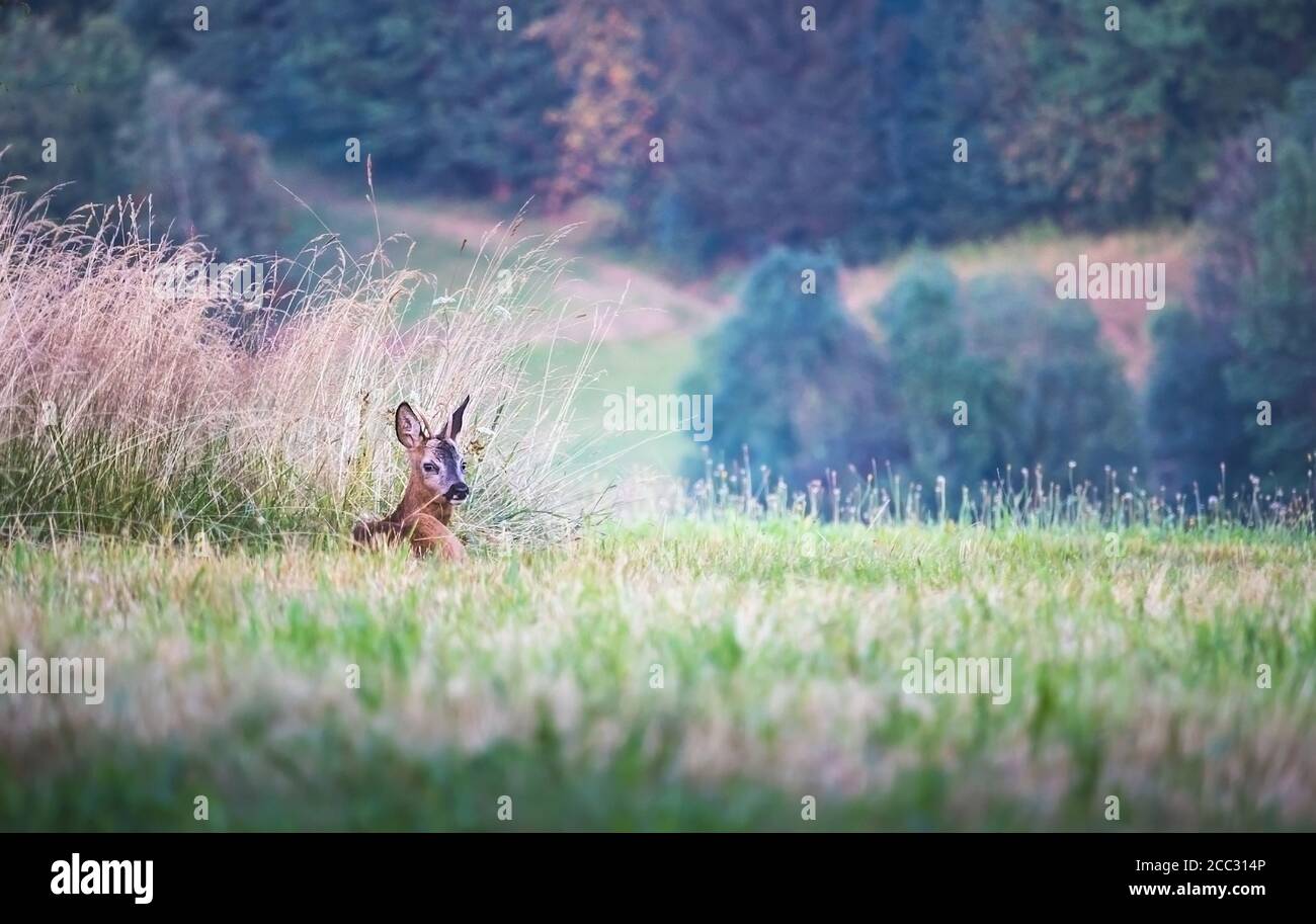 un giovane capriolo che giace nell'erba nel prato, guardandosi intorno Foto Stock