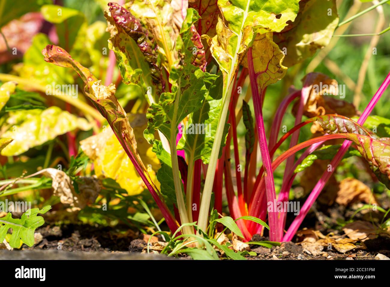 Bietole svizzere, Beta vulgaris, vegetali, Foto Stock