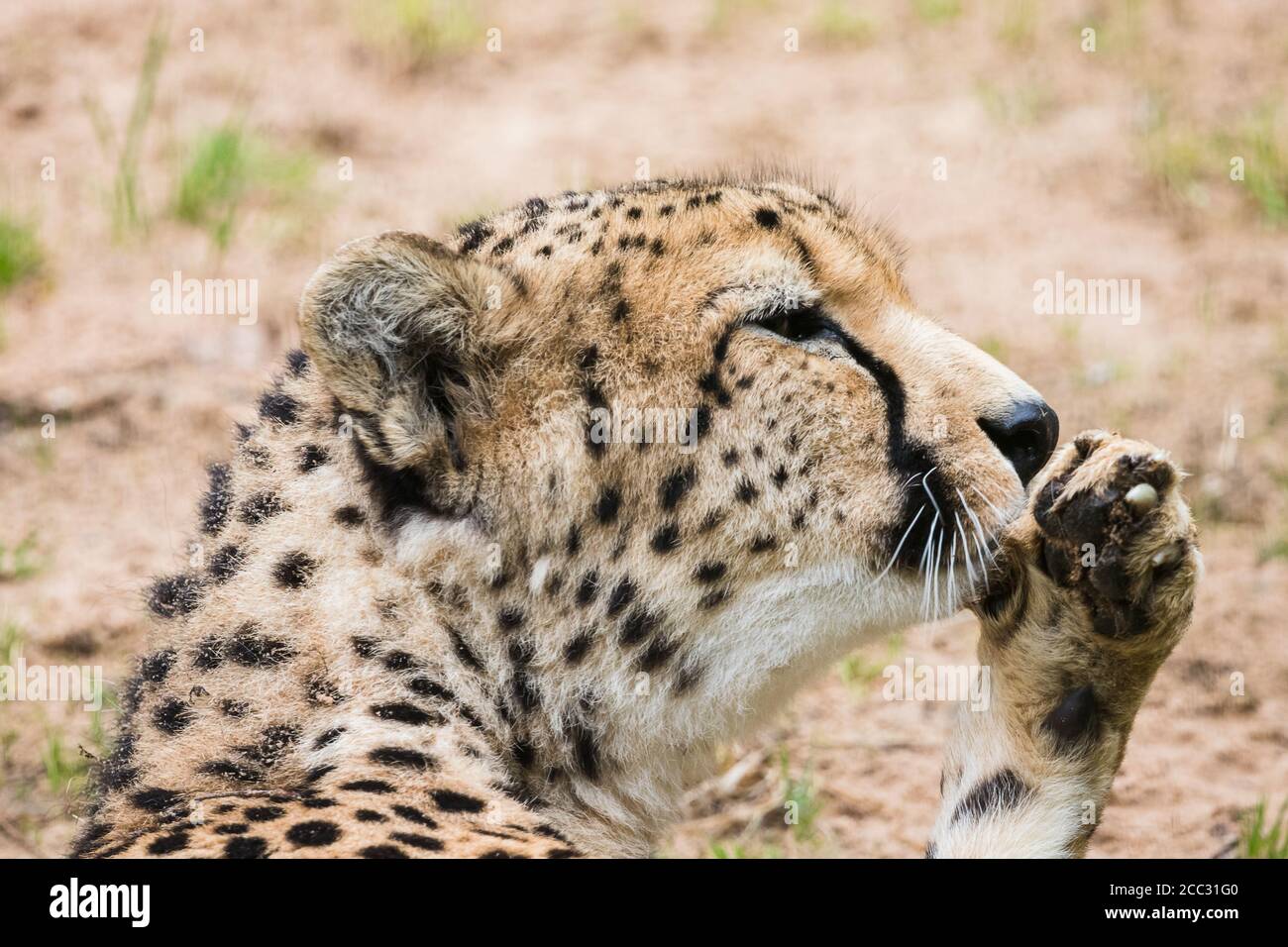 Primo piano di un Cheetah leccando la sua zampa pulita durante un riposo. Foto Stock