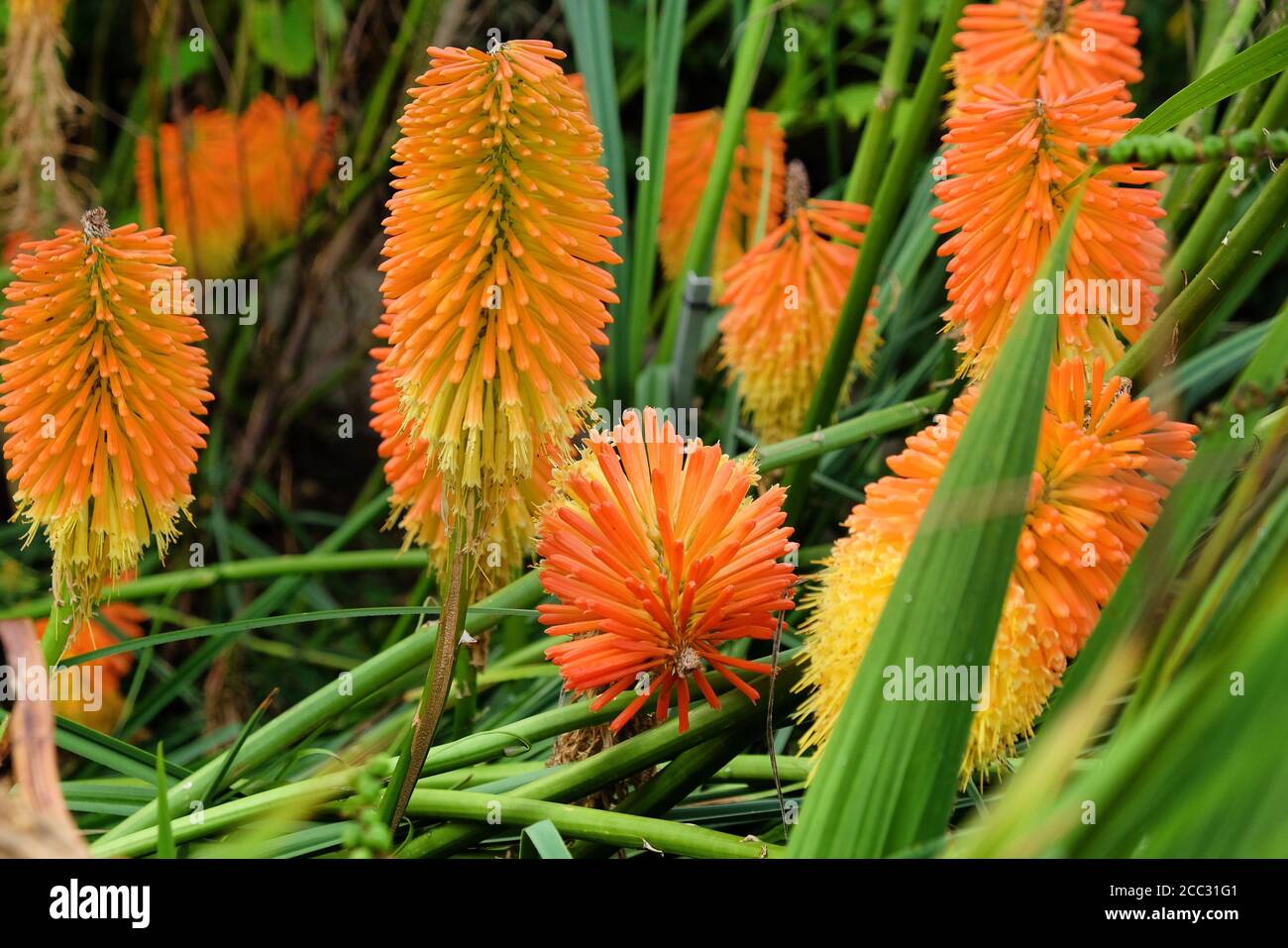 Punte arancioni e gialle di Kniphofia 'Nobilis' in fiore Foto Stock