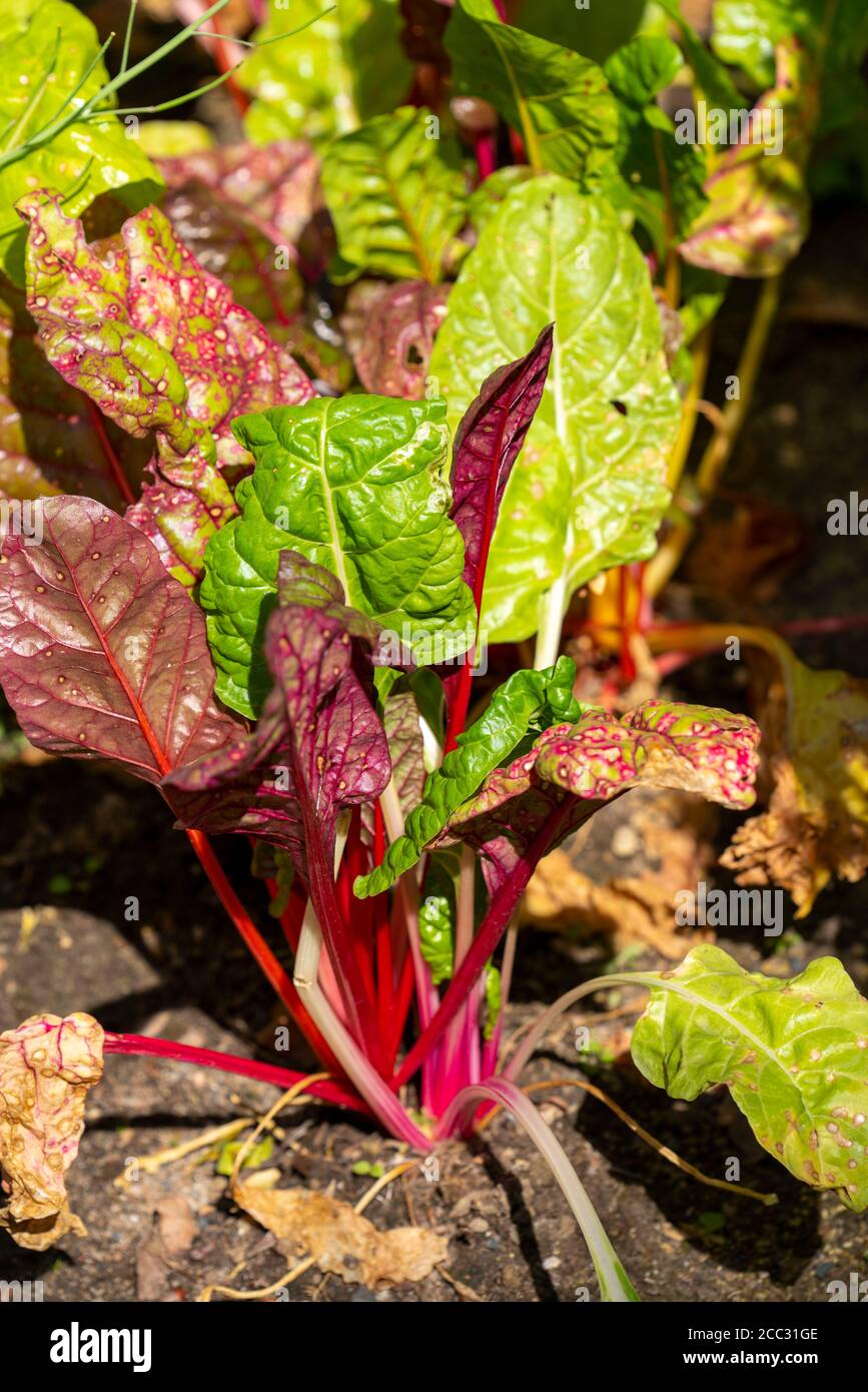 Bietole svizzere, Beta vulgaris, vegetali, Foto Stock