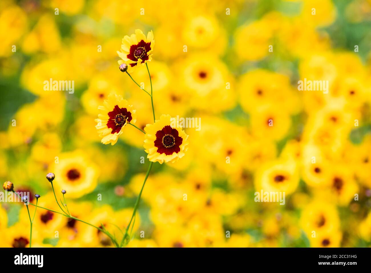 Primo piano di alcune pianure coreopsis fiori in fiore durante l'estate del 2020. Foto Stock