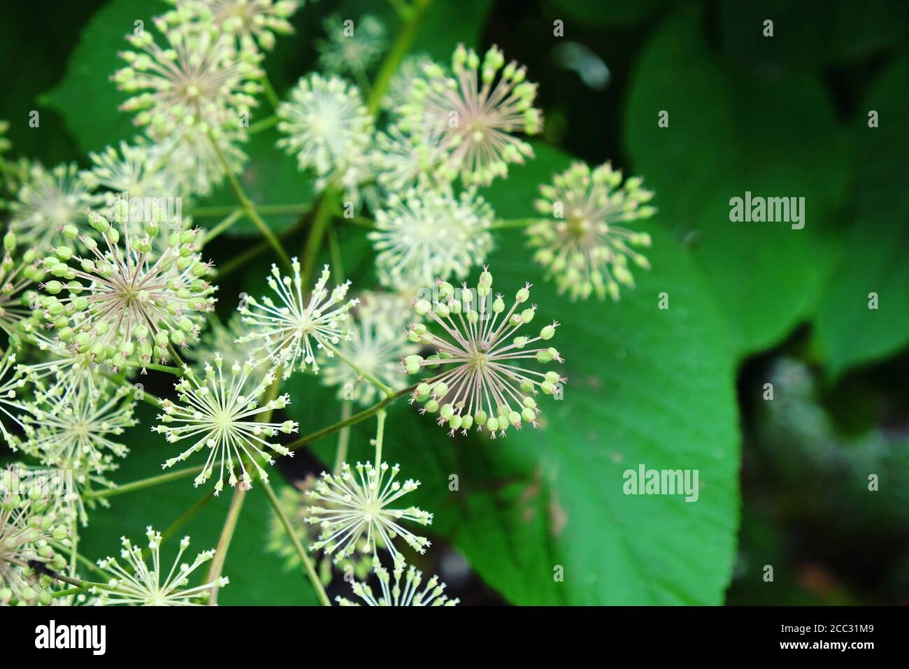 Testa di semi del cordata Aralia 'un King' Bush Foto Stock