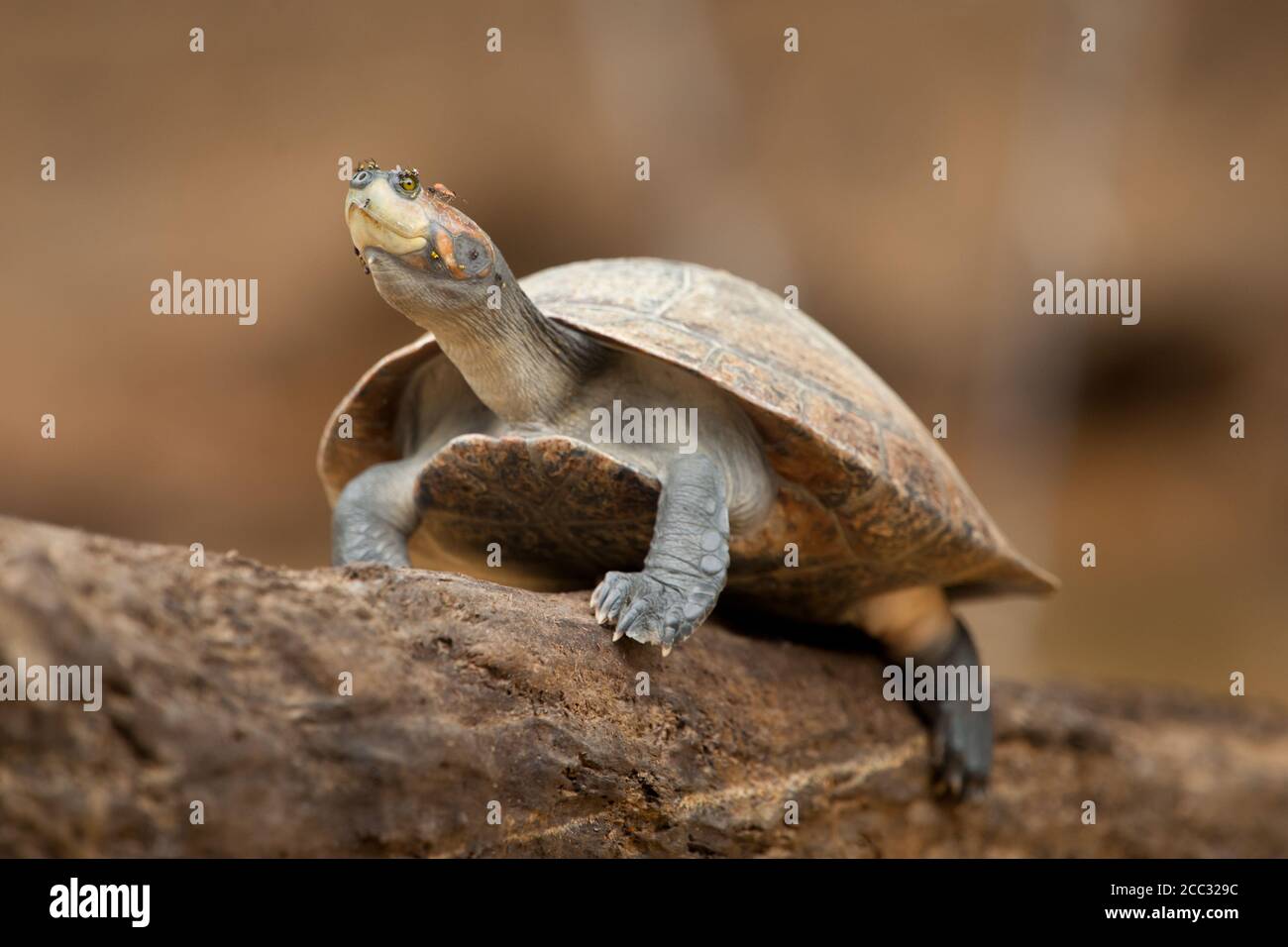 Una tartaruga sudamericana (Podocnemis unifilis) Si trova su un ramo sopra il fiume Napo nel Amazzonia ecuadoriana Foto Stock