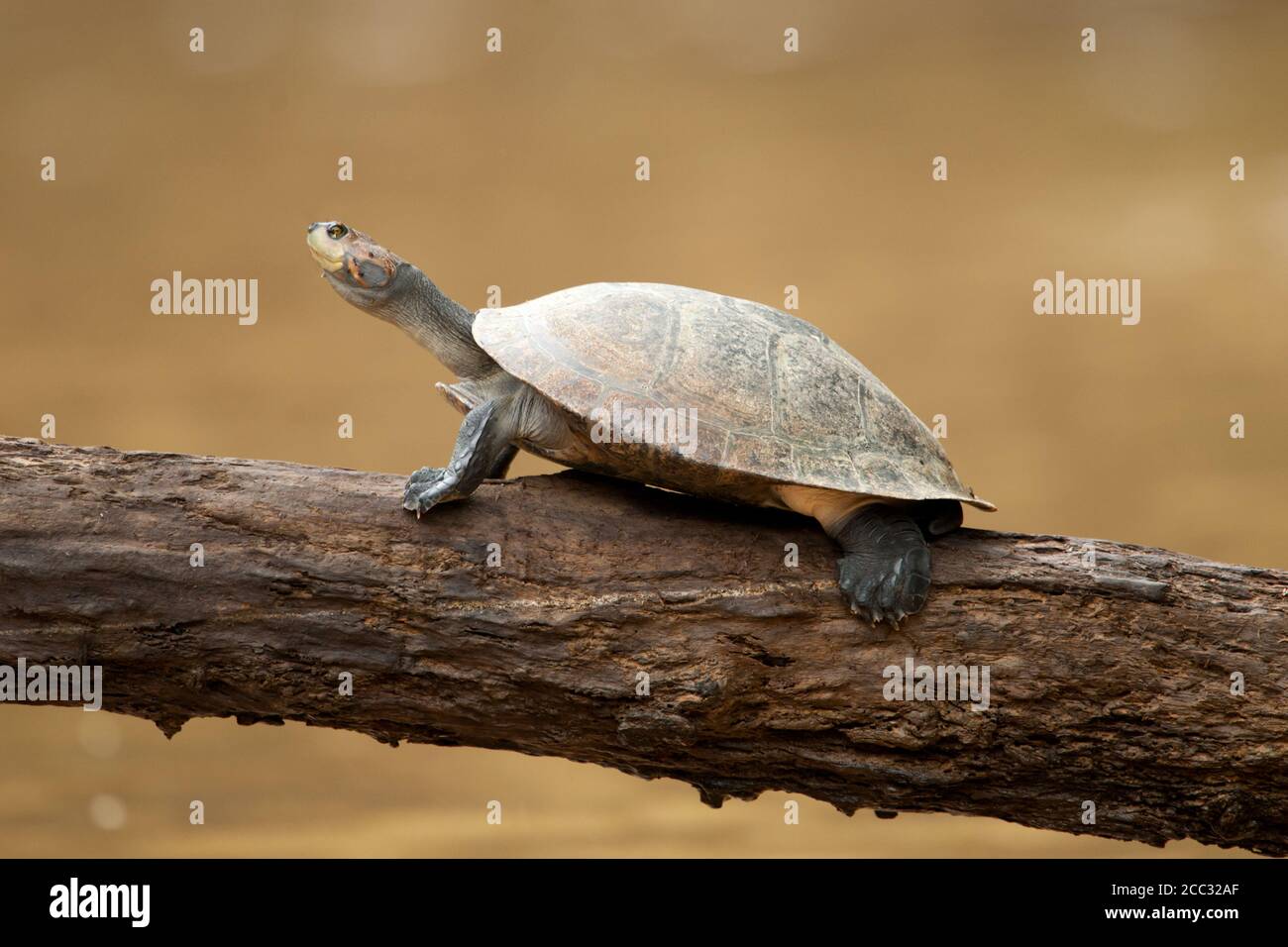 Una tartaruga sudamericana (Podocnemis unifilis) Si trova su un ramo sopra il fiume Napo nel Amazzonia ecuadoriana Foto Stock