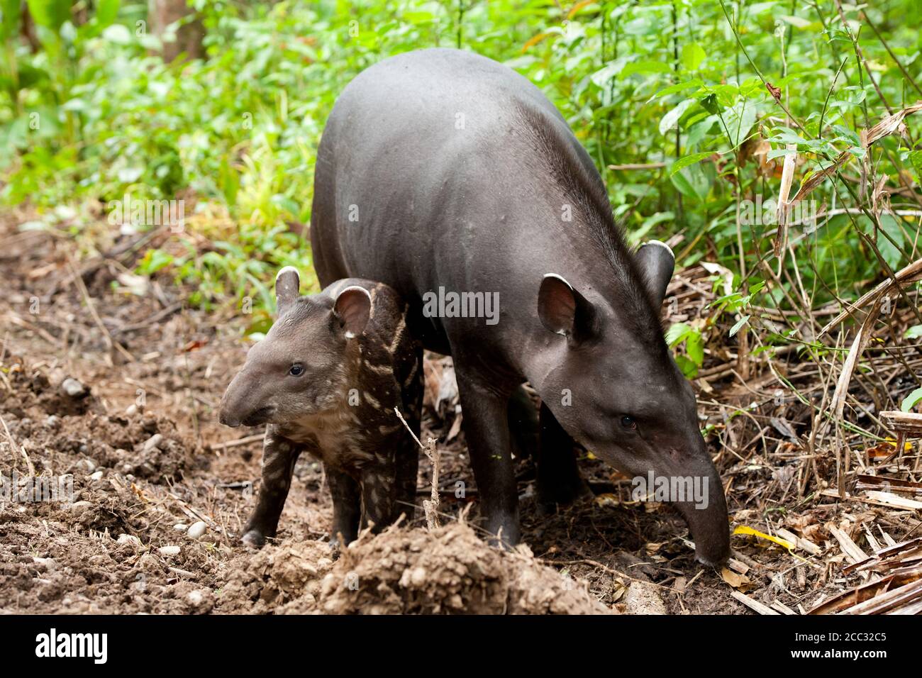 Un tapiro sudamericano (Tapirus terrestris) Con la sua giovane nella foresta amazzonica ecuadoriana Foto Stock