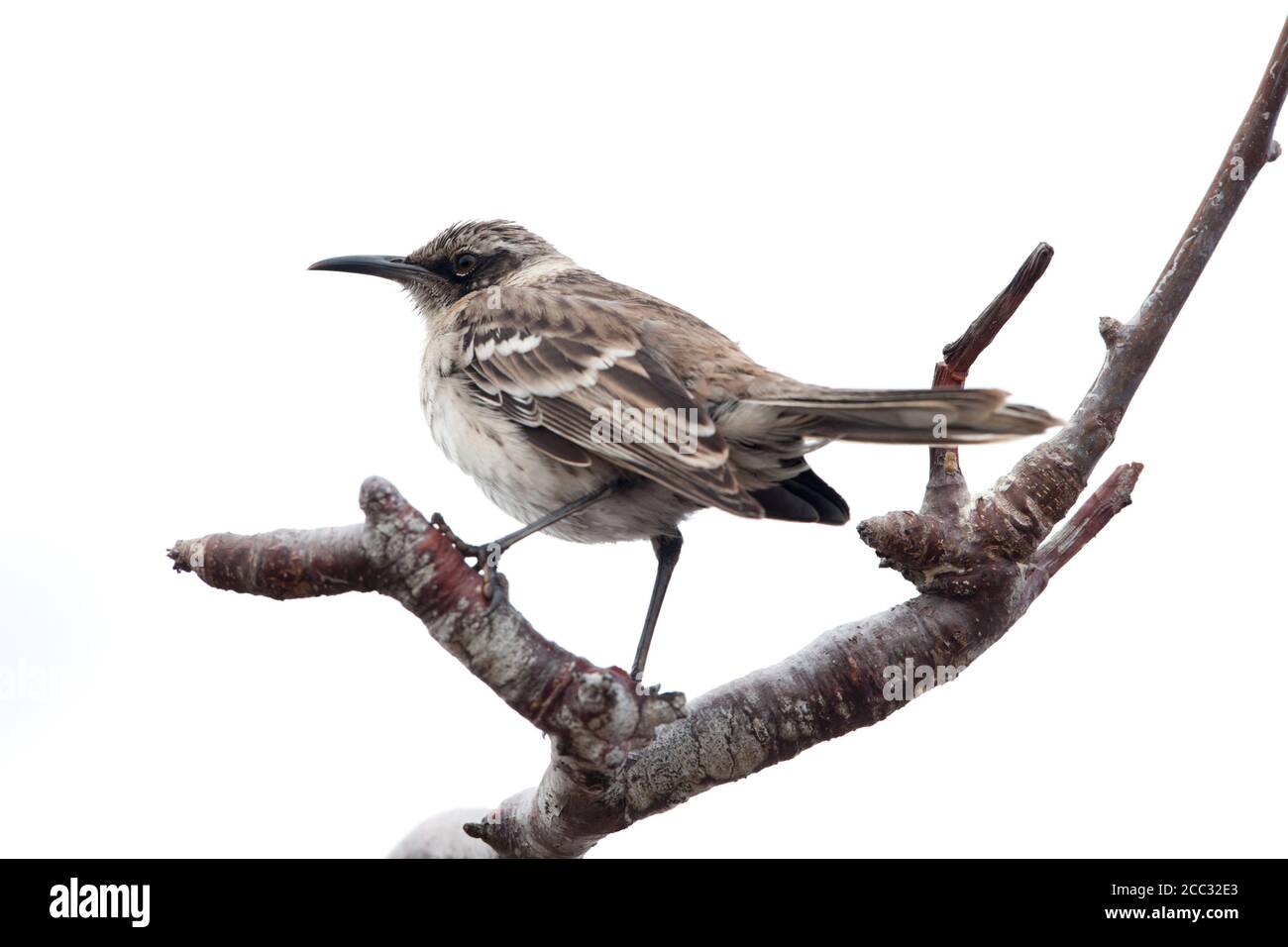 Galapagos Mockingbird (Mimus parvulus) Foto Stock