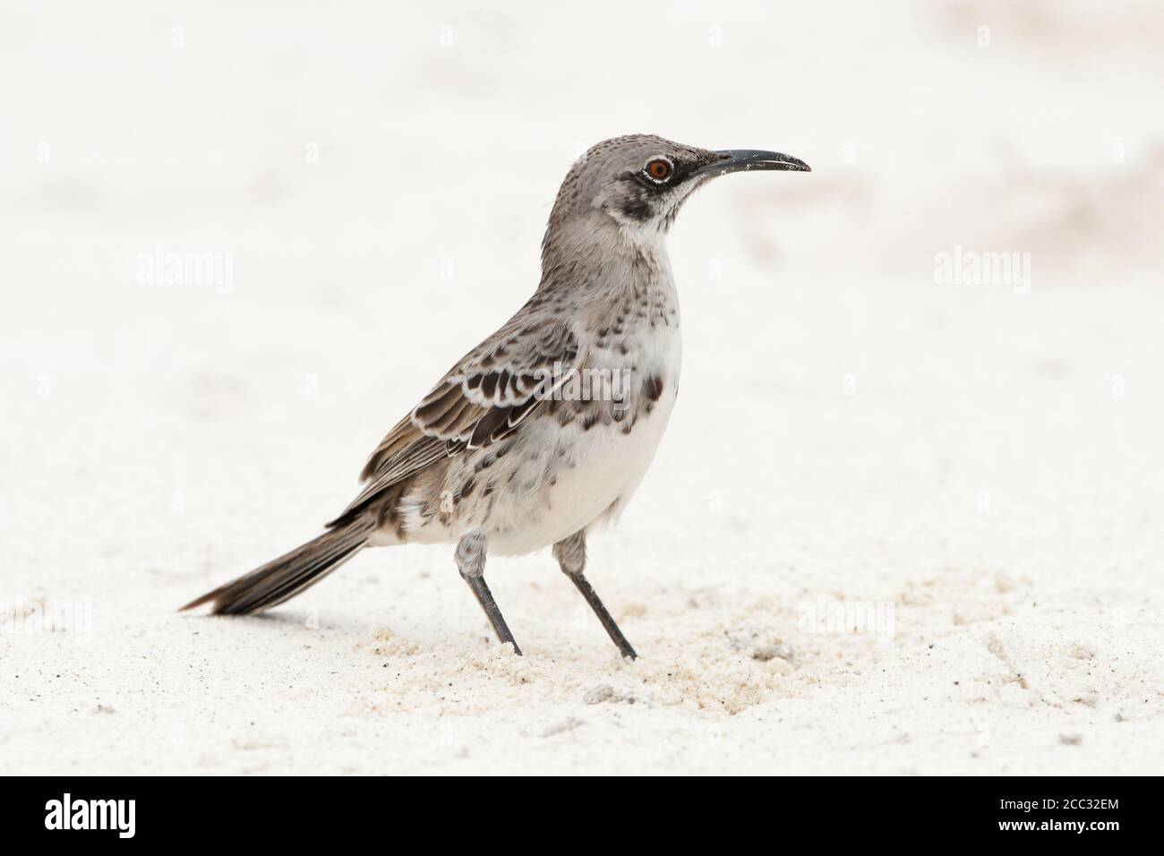 Galapagos Mockingbird (Mimus parvulus) Foto Stock