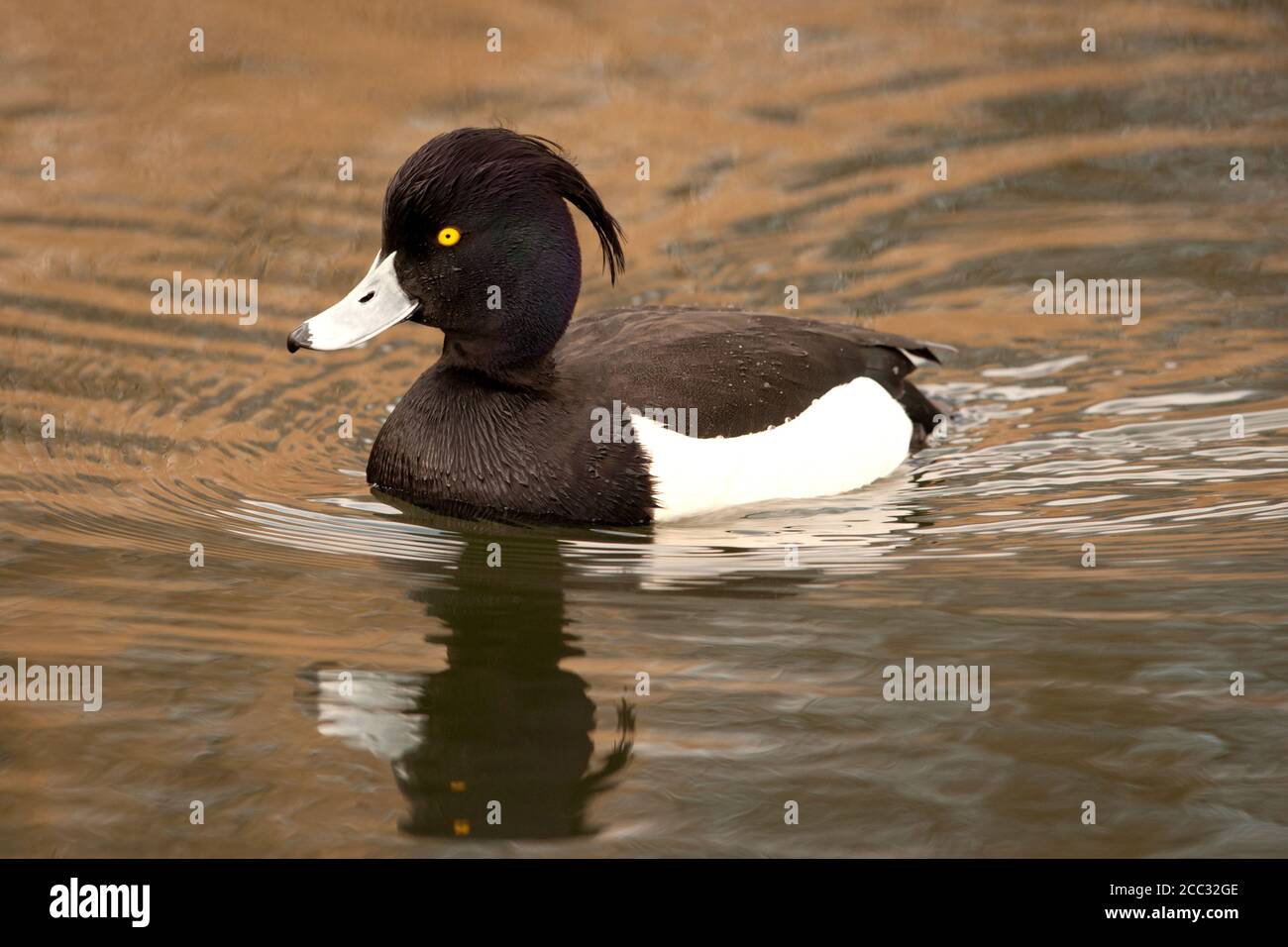 Un maschio di moretta (Aythya fuligula) Foto Stock