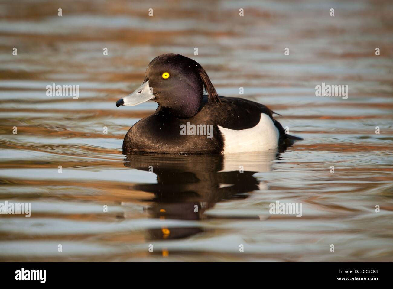 Un maschio di moretta (Aythya fuligula) Foto Stock