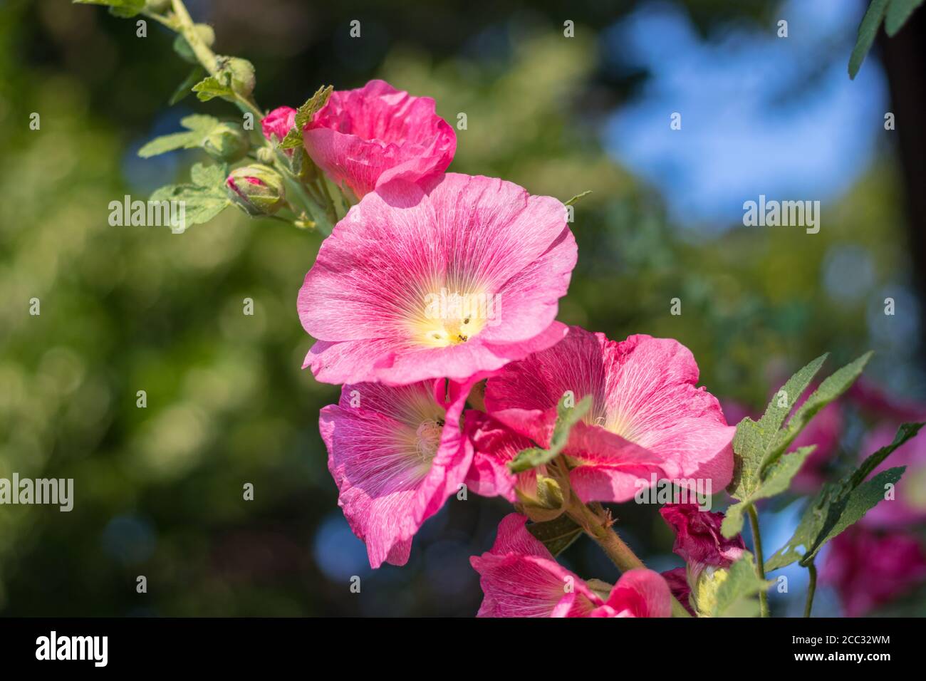 Alcea rosea, il comune hollyhock - fiori di fiori rossi, vista ravvicinata, nel giardino Foto Stock