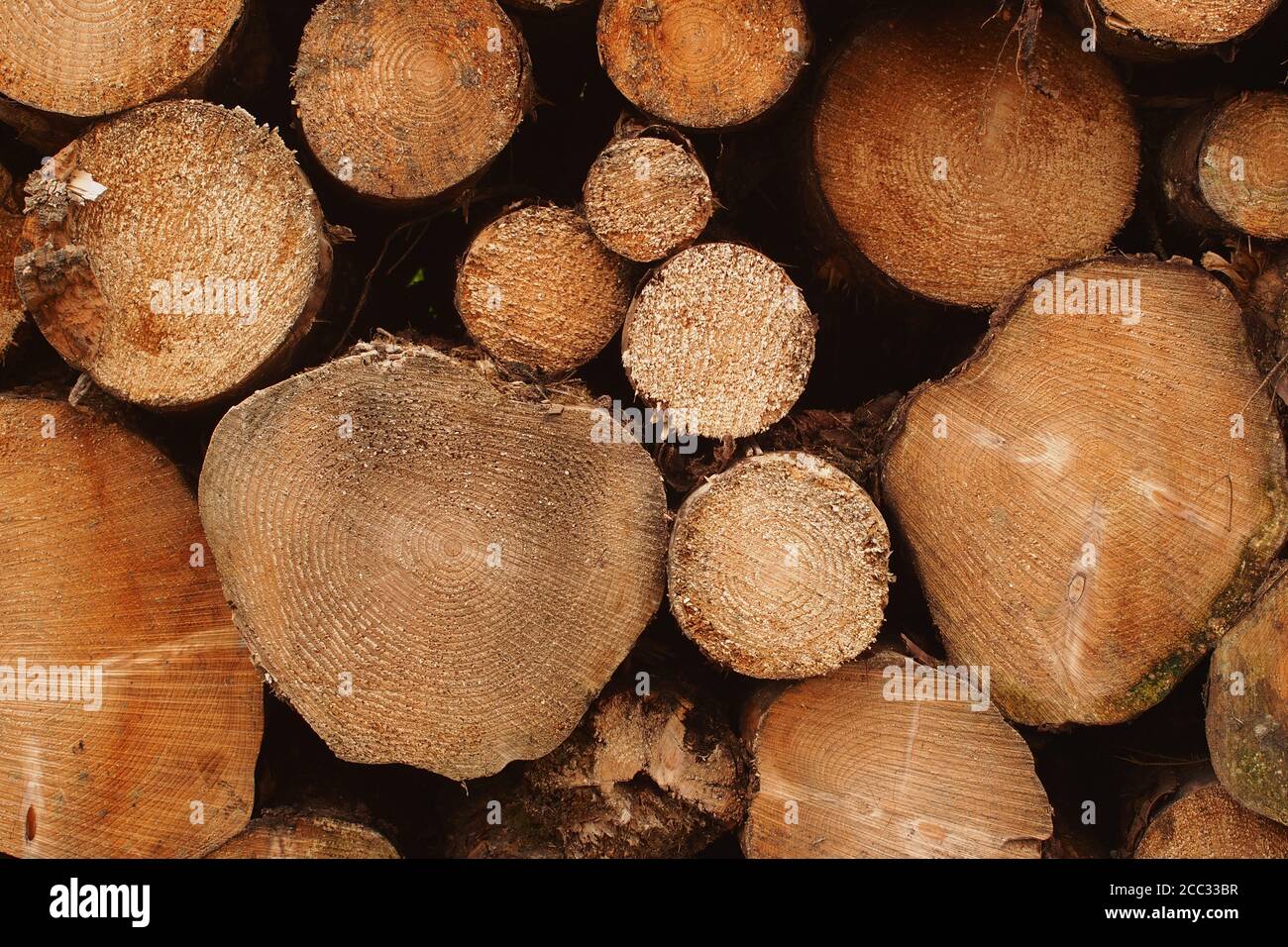 Una vista che guarda dritto alla fine di un mucchio di alberi sempreverdi appena tagliato, mostrando gli anelli, tagliati dalla commision forestale a Argyll, Scozia Foto Stock