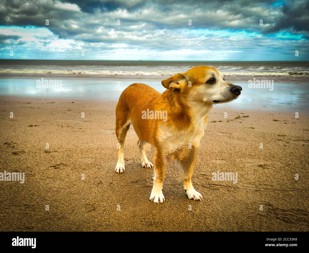 cane della spiaggia Foto Stock