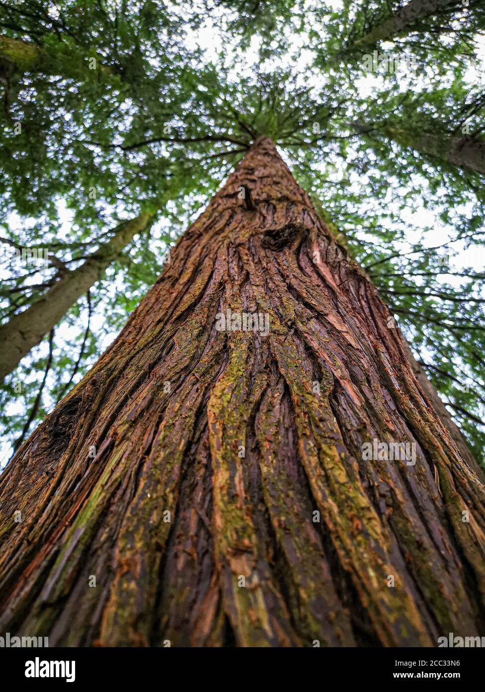 albero Foto Stock