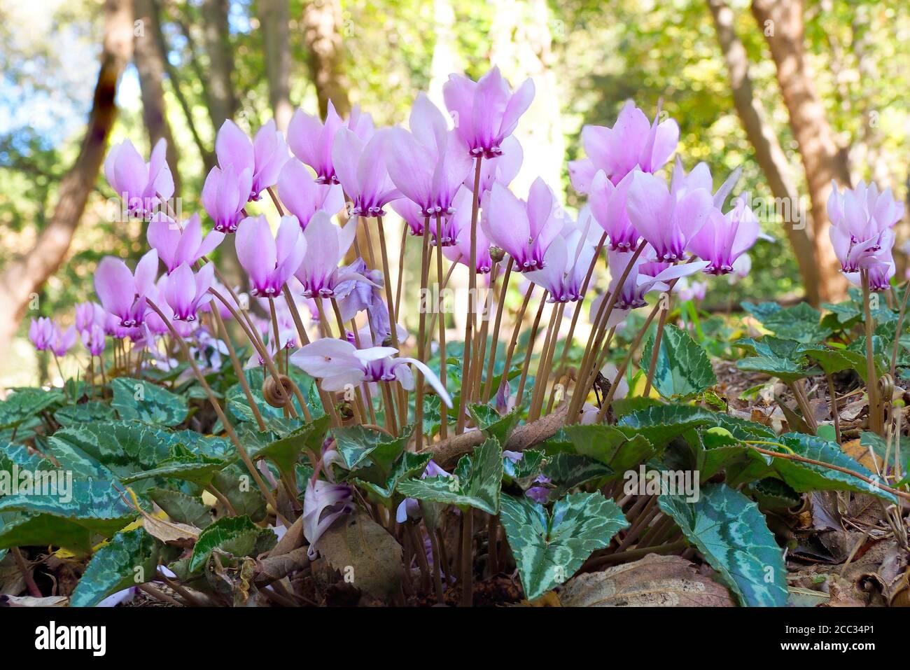 Primo piano fuoco impilato immagine di fiori e foglie di ciclamino rosa Nel Parco Nazionale di Krka Croazia Foto Stock
