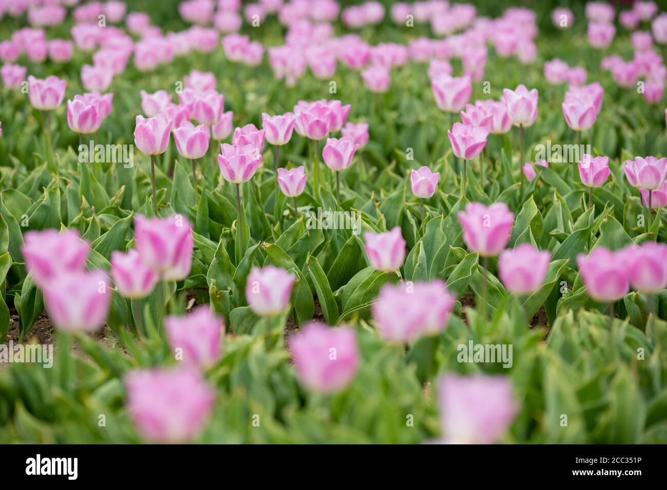 Fiori di tulipano coltivati per il mercato dei fiori recisi che cresce in un campo Foto Stock