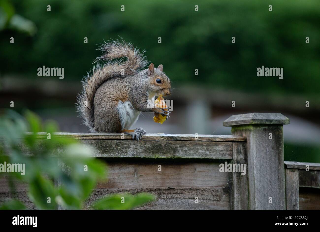 Uno scoiattolo grigio (UK) su una recinzione da giardino che mangia una prugna presa da un albero vicino. Foto Stock