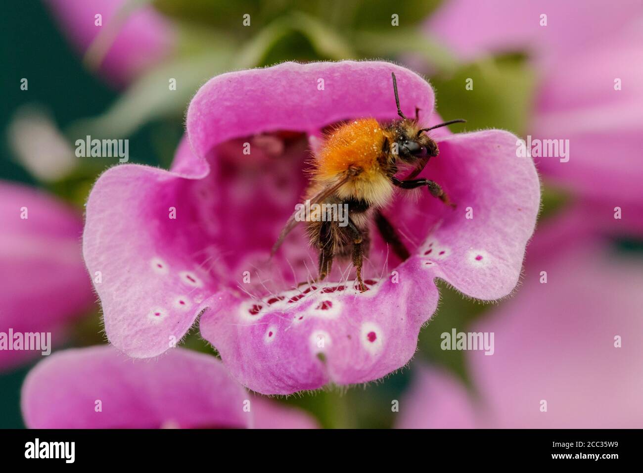 Un Bumble Bee su un fiore Foto Stock