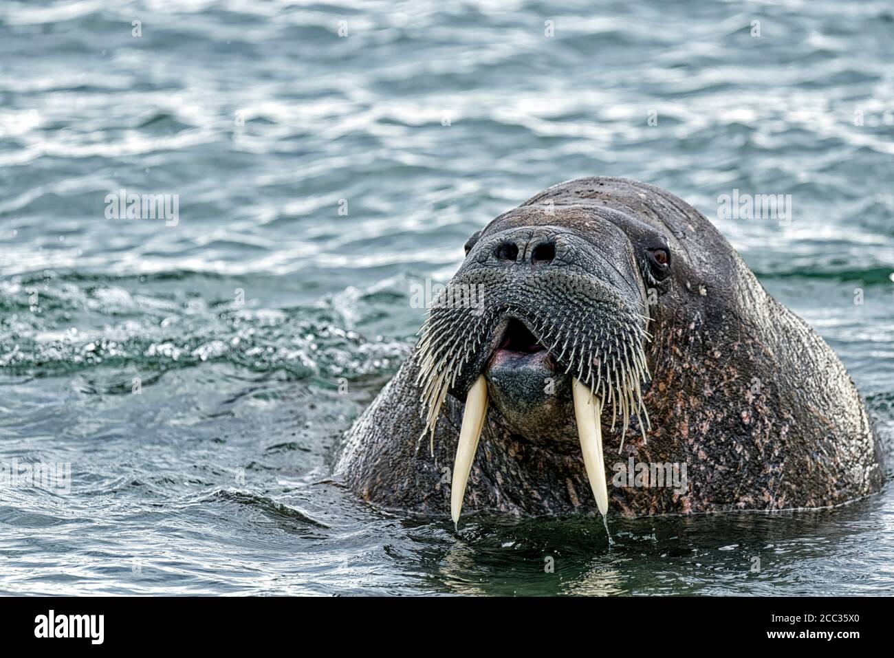 Walrus (Odobenus rosmarus) a bocca aperta in mare a Torellnesfjellet, Nordaustlandet, Svalbard, Norvegia Foto Stock