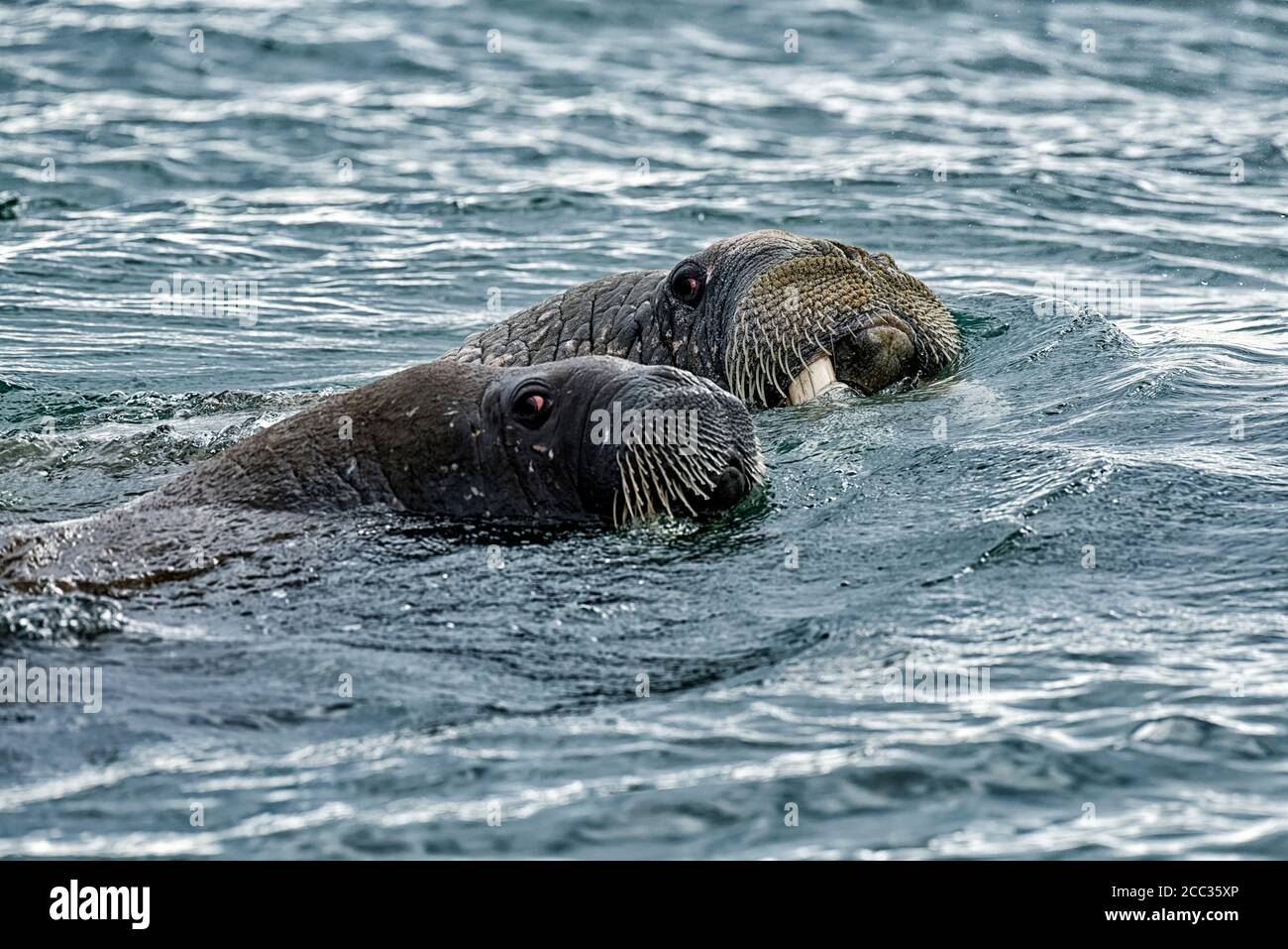 Due Walrus (Odobenus rosmarus), in mare a Torellnesfjellet, Nordaustlandet, Svalbard, Norvegia Foto Stock