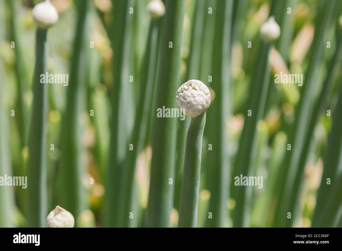 Allium sp. 'CV' - Ornamental Onion Plant con gemma non aperta. Foto Stock