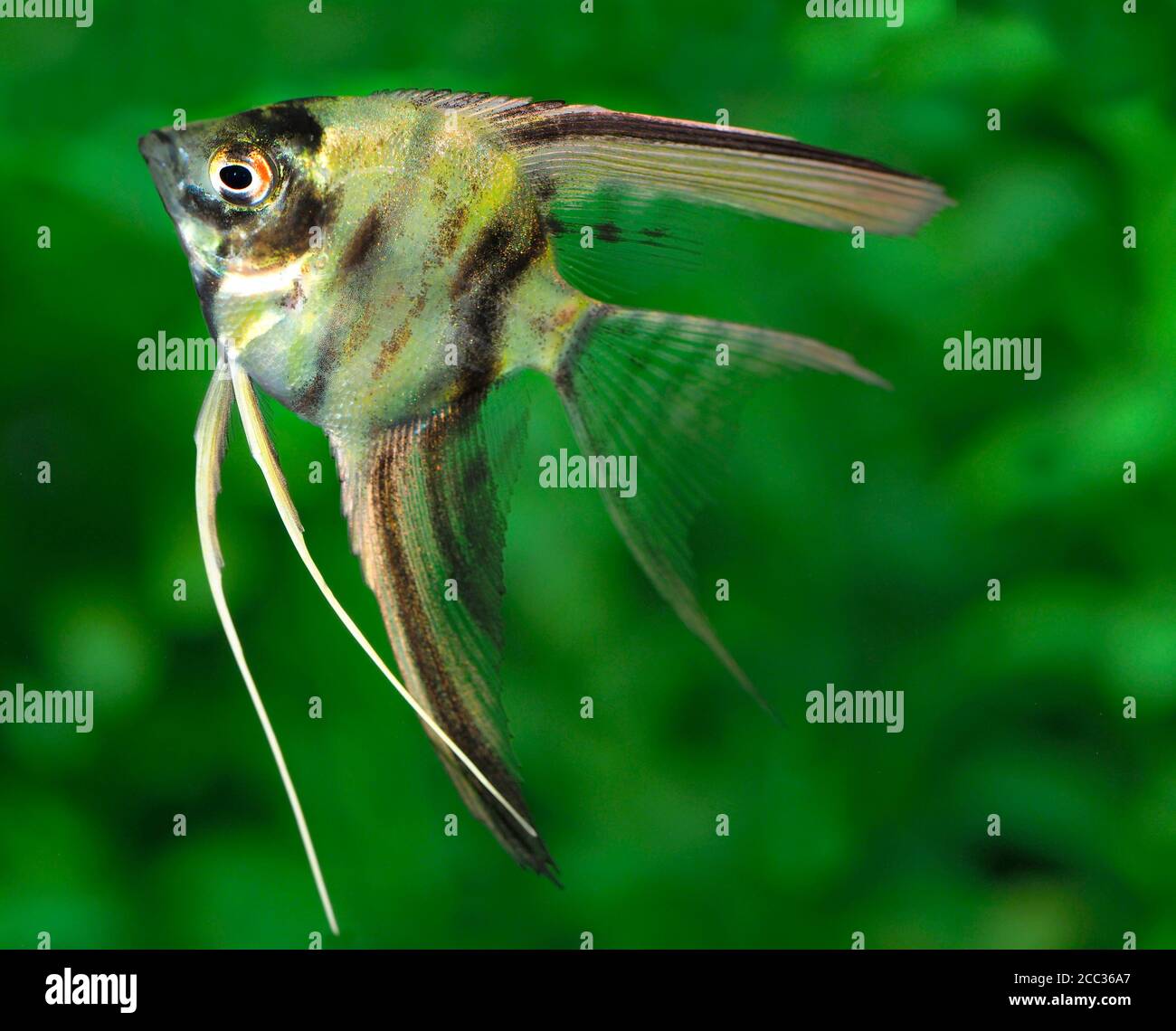 Primo piano di un angelo Imature Fish in un acquario con Un out of Focus Green Plant background Foto Stock