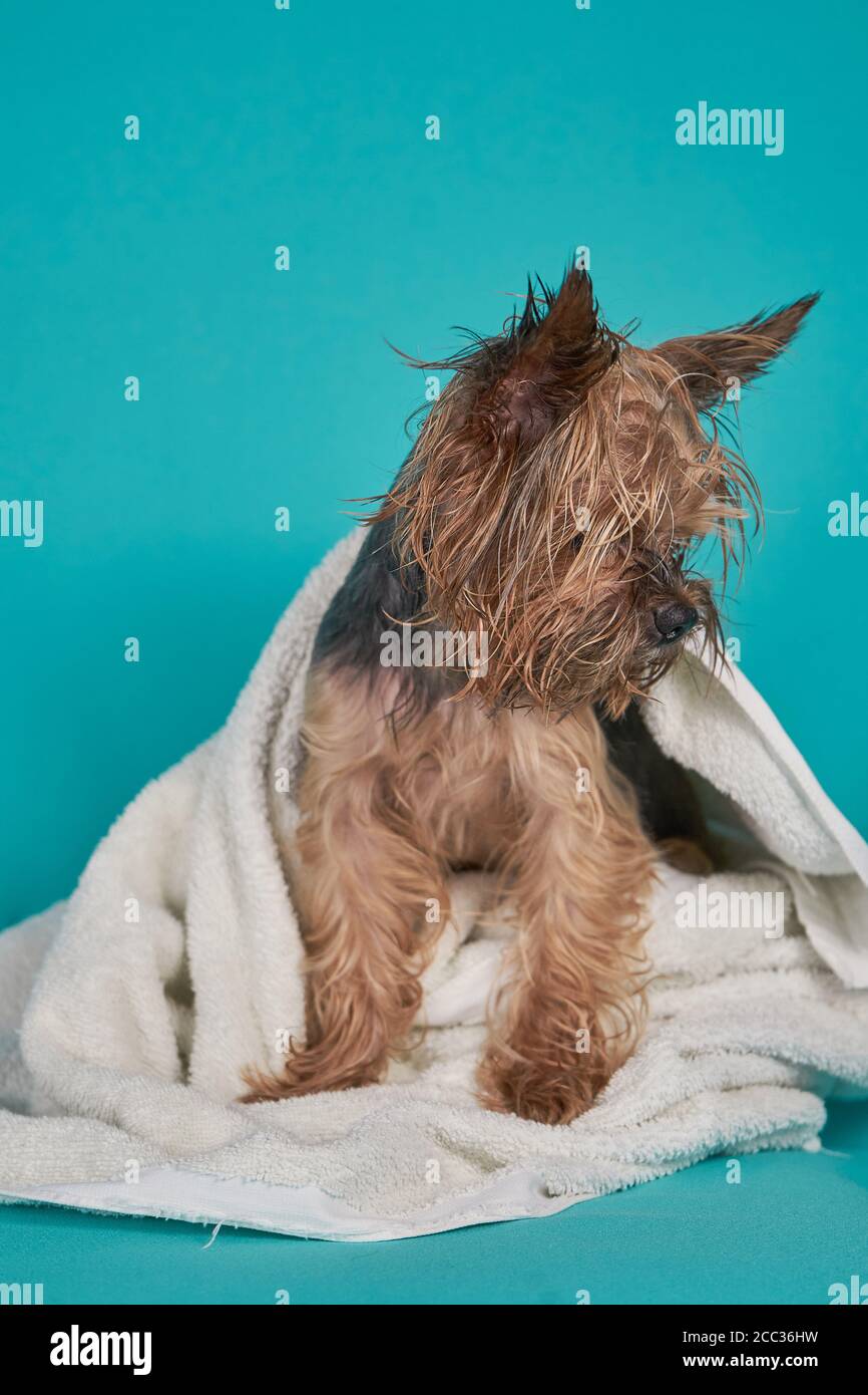Yorkshire cane terrier dopo la doccia in asciugamano su sfondo blu Foto Stock